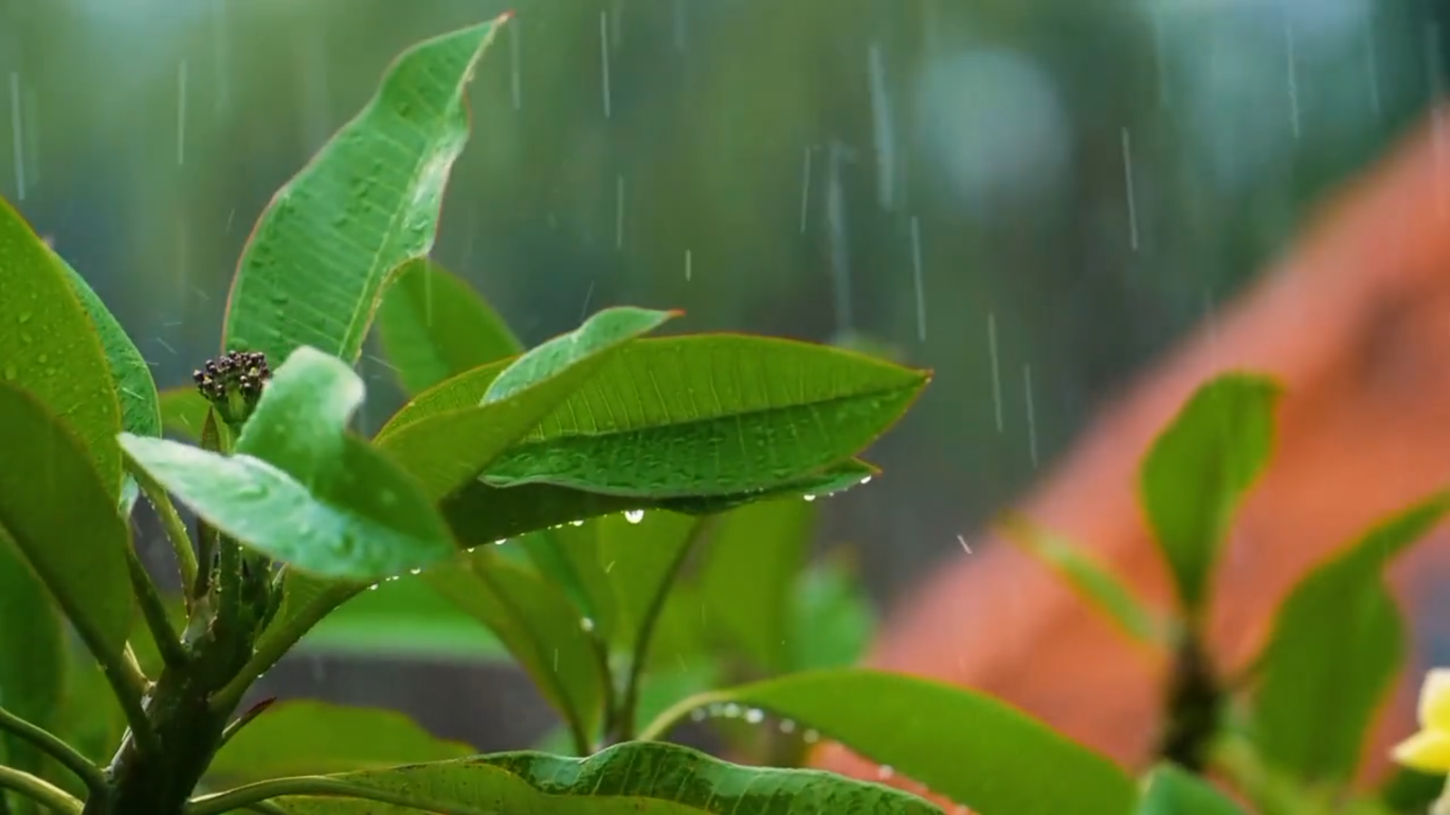 Close-up of rain falling on glossy green leaves, droplets beading along the veins against a blurred garden.